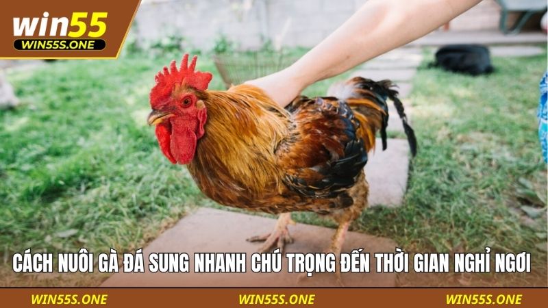 Cách Nuôi Gà Đá Sung Nhanh - Cẩm Nang Từ A Đến Z Cho Bạn 3 Cách nuôi gà đá sung nhanh chú trọng đến thời gian nghỉ ngơi