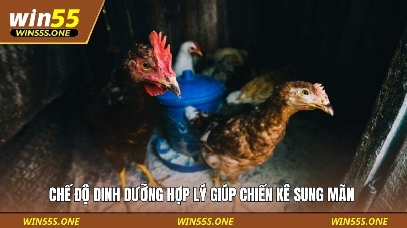 Cách Nuôi Gà Đá Sung Nhanh - Cẩm Nang Từ A Đến Z Cho Bạn 2 Chế độ dinh dưỡng hợp lý giúp chiến kê sung mãn