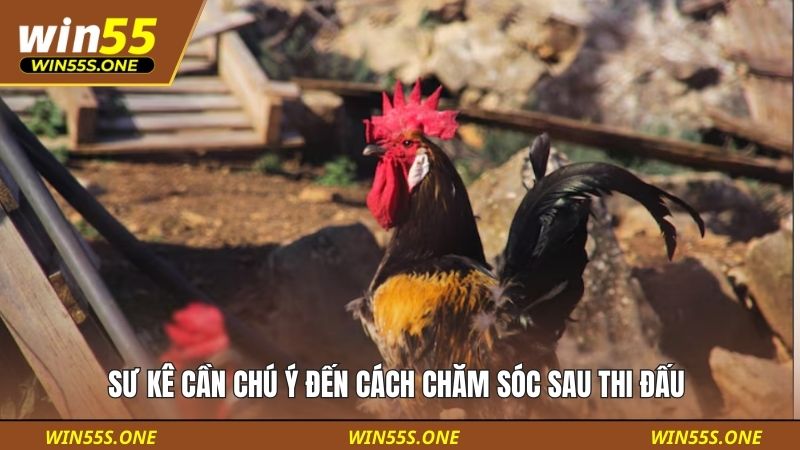 Cách Nuôi Gà Đá Sung Nhanh - Cẩm Nang Từ A Đến Z Cho Bạn 4 Sư kê cần chú ý đến cách chăm sóc sau thi đấu