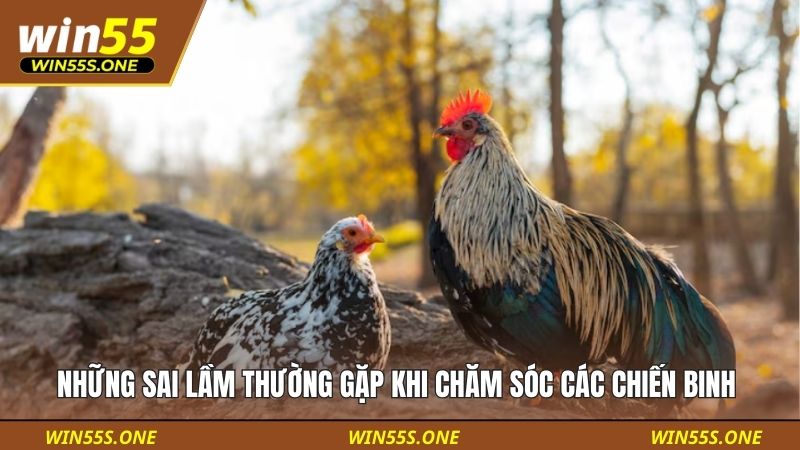 Cách Nuôi Gà Đá Sung Nhanh - Cẩm Nang Từ A Đến Z Cho Bạn 5 Những sai lầm thường gặp khi chăm sóc các chiến binh