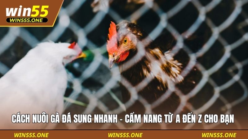 Cách Nuôi Gà Đá Sung Nhanh - Cẩm Nang Từ A Đến Z Cho Bạn 5 Cách nuôi gà đá sung nhanh