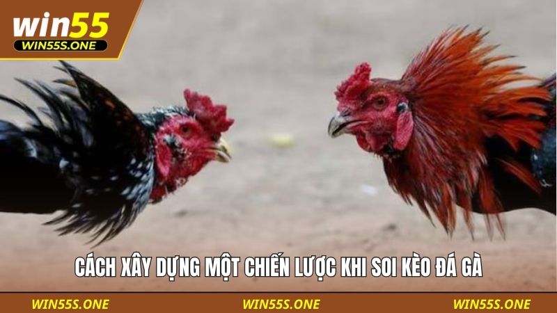 Tổng Hợp Các Lỗi Sai Khi Soi Kèo Đá Gà Phổ Biến Nhất 5 Cách xây dựng một chiến lược khi soi kèo đá gà