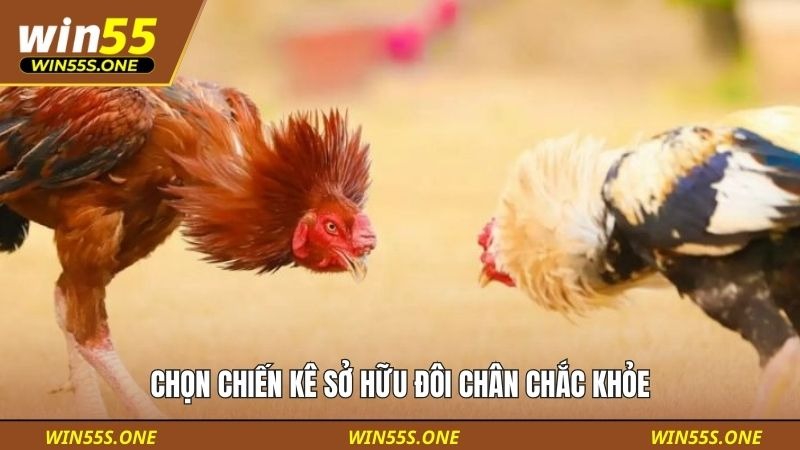 Hướng Dẫn Đặt Cược Đá Gà Cho Người Mới Tại Win55 Từ A–Z 4 Chọn chiến kê sở hữu đôi chân chắc khỏe