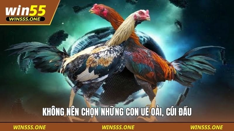 Hướng Dẫn Đặt Cược Đá Gà Cho Người Mới Tại Win55 Từ A–Z 5 Không nên chọn những con uể oải, cúi đầu