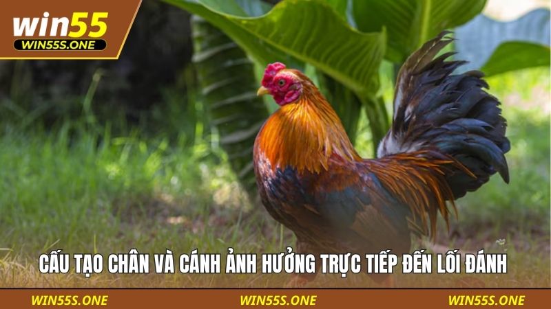Thế Đá Gà Là Gì Phân Loại Thế - Nghệ Thuật Của Chiến Kê 5 Cấu tạo chân và cánh ảnh hưởng trực tiếp đến lối đánh