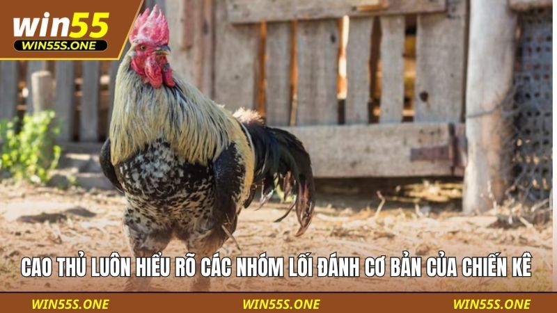 Thế Đá Gà Là Gì Phân Loại Thế - Nghệ Thuật Của Chiến Kê 4 Cao thủ luôn hiểu rõ các nhóm lối đánh cơ bản của chiến kê