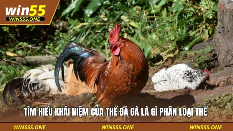 Thế Đá Gà Là Gì Phân Loại Thế - Nghệ Thuật Của Chiến Kê 2 Tìm hiểu khái niệm của thế đá gà là gì phân loại thế