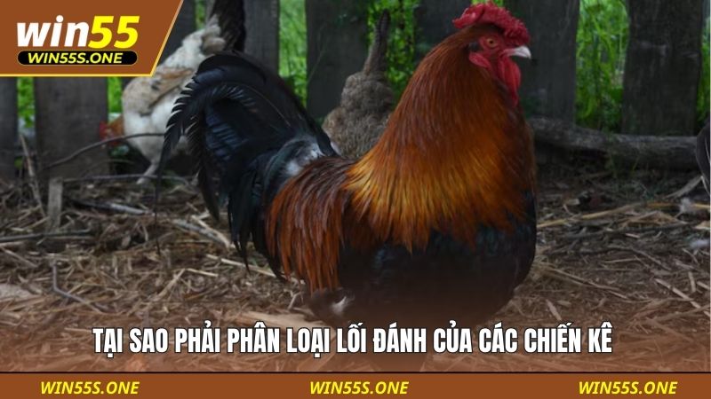 Thế Đá Gà Là Gì Phân Loại Thế - Nghệ Thuật Của Chiến Kê 3 Tại sao phải phân loại lối đánh của các chiến kê