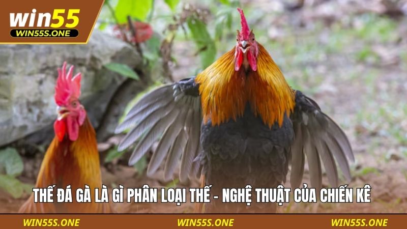Thế Đá Gà Là Gì Phân Loại Thế - Nghệ Thuật Của Chiến Kê 3 Thế đá gà là gì phân loại thế