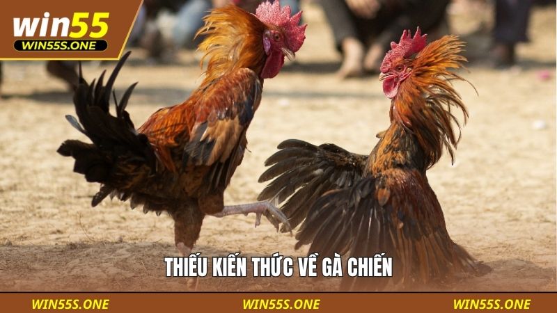 Tổng Hợp Các Lỗi Sai Khi Soi Kèo Đá Gà Phổ Biến Nhất 3 Thiếu kiến thức về gà chiến
