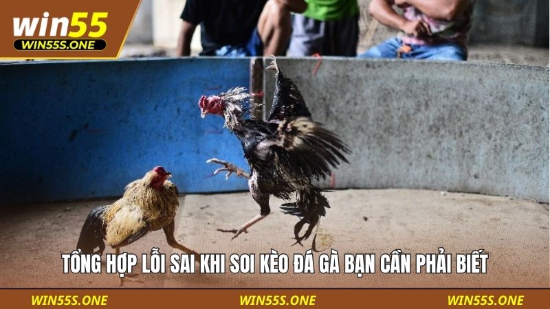 Tổng Hợp Các Lỗi Sai Khi Soi Kèo Đá Gà Phổ Biến Nhất 4 Tổng hợp lỗi sai khi soi kèo đá gà bạn cần phải biết